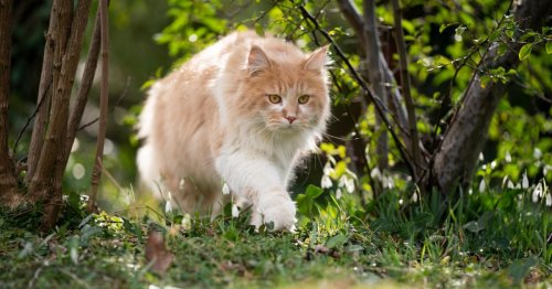 Entführter Kater Loki: Polizei findet ihn durch TikTok-Videos