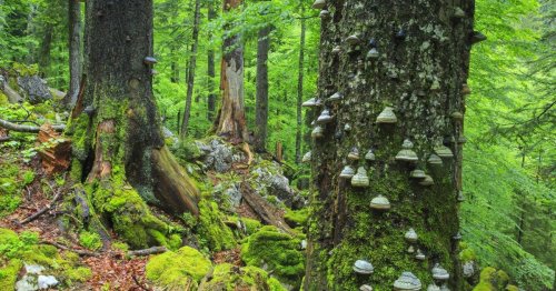 Steirischer Urwald nun Teil des Unesco-Weltnaturerbes
