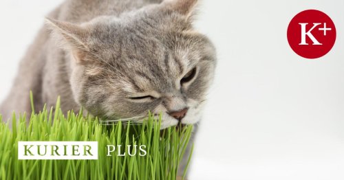 Tiercoach: Wieso Wohnungskatzen Gras fressen sollen