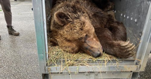 Bär Felix nach 34 Jahren im Käfig gerettet