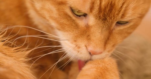 Tiercoach: Artgemäße Katzenhaltung vom Futter bis zur Fellpflege