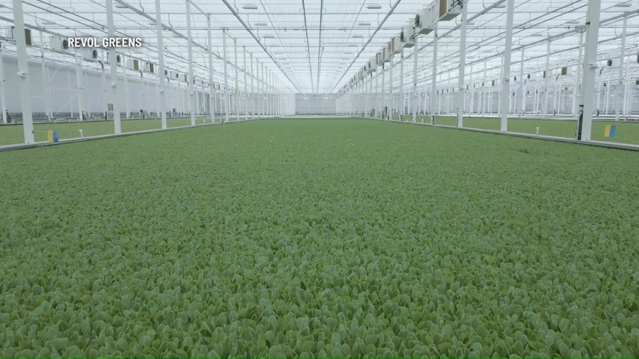'World's largest lettuce greenhouse' opens in Temple, Texas