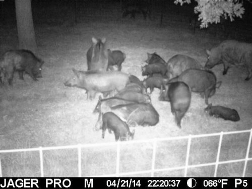 Hog wild: U.S. and Texas have ‘out of control’ population of ‘super-pigs,’ expert says