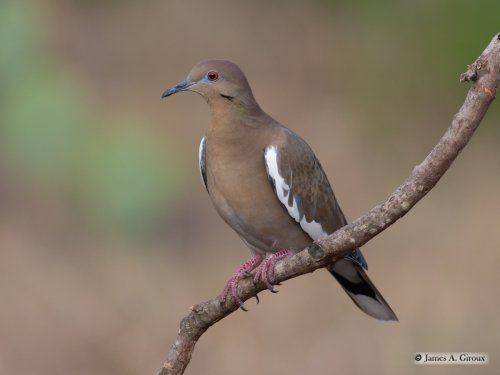 Texas Parks and Wildlife Department reports parasites found in dove populations