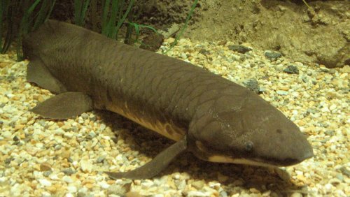 Le plus gros génome du monde: un poisson australien