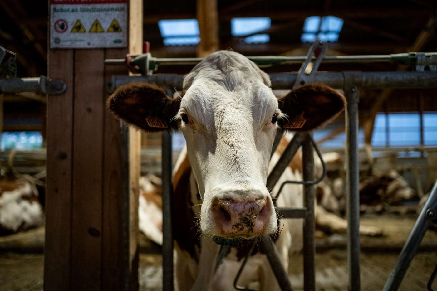 Élevage : qu’est-ce que la dermatose nodulaire, cette maladie qui menace les vaches françaises?