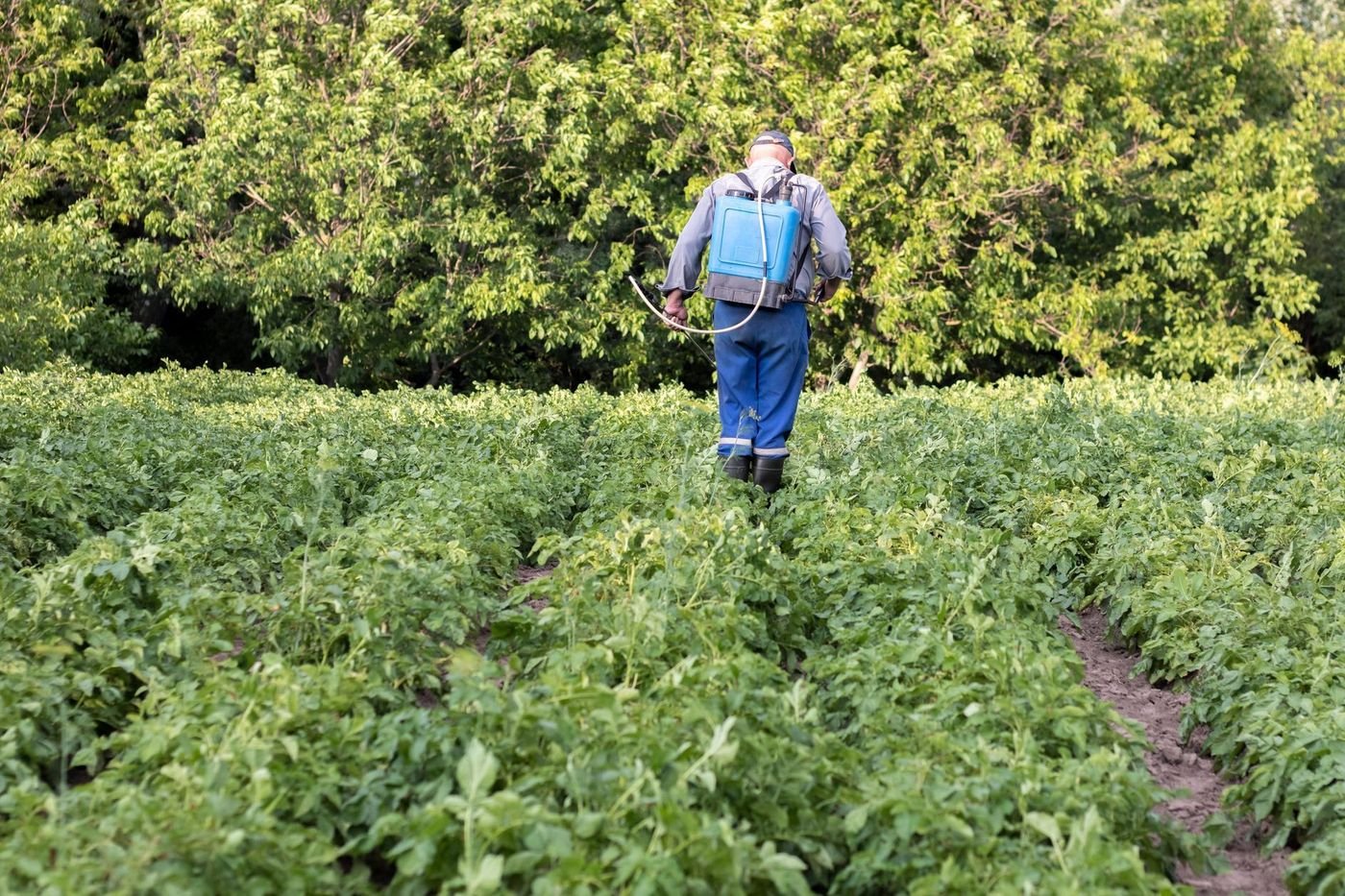 Agriculture biologique : l’utilisation du cuivre au cœur d’un avis de l’Anses