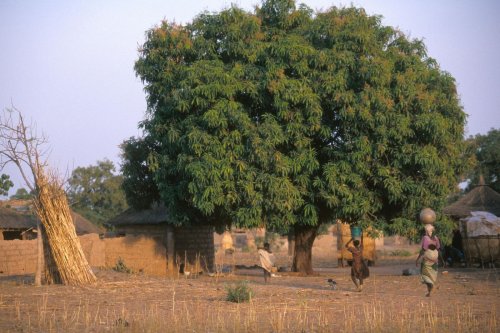 Burkina Faso : Human Rights Watch accuse l’armée d’avoir massacré 130 civils peuls