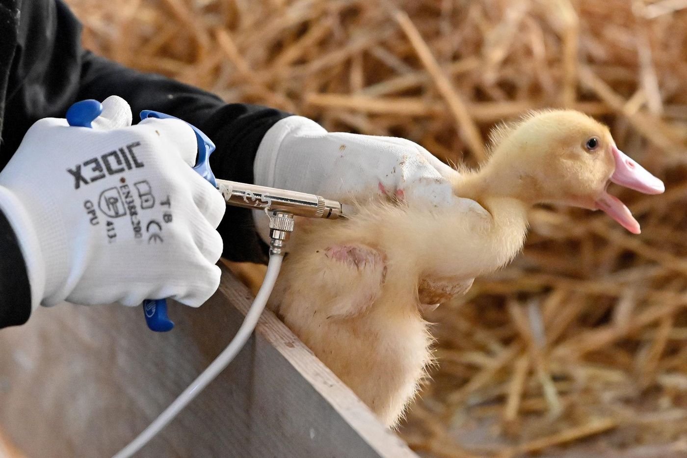 Grippe aviaire : le gouvernement ne financera plus que 40 % de la vaccination des canards