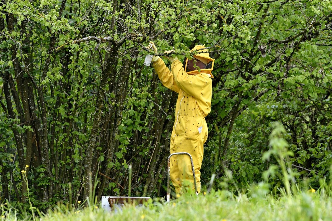 Néonicotinoïdes : l’Assemblée souhaite réautoriser un pesticide interdit depuis 2018