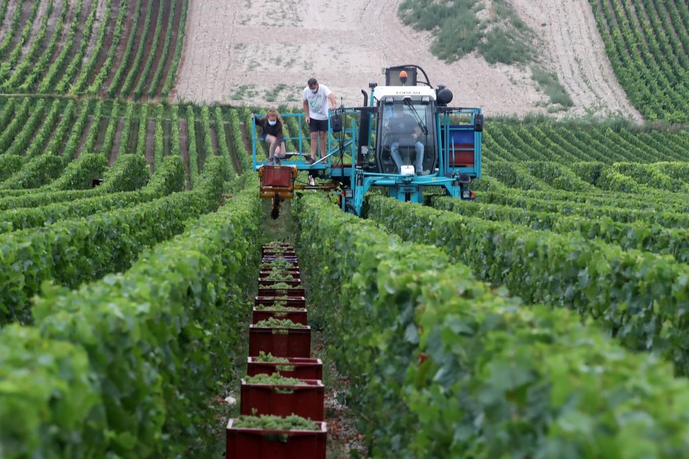 Champagne : face à l’incertitude, la profession baisse le quota pour la vendange 2025