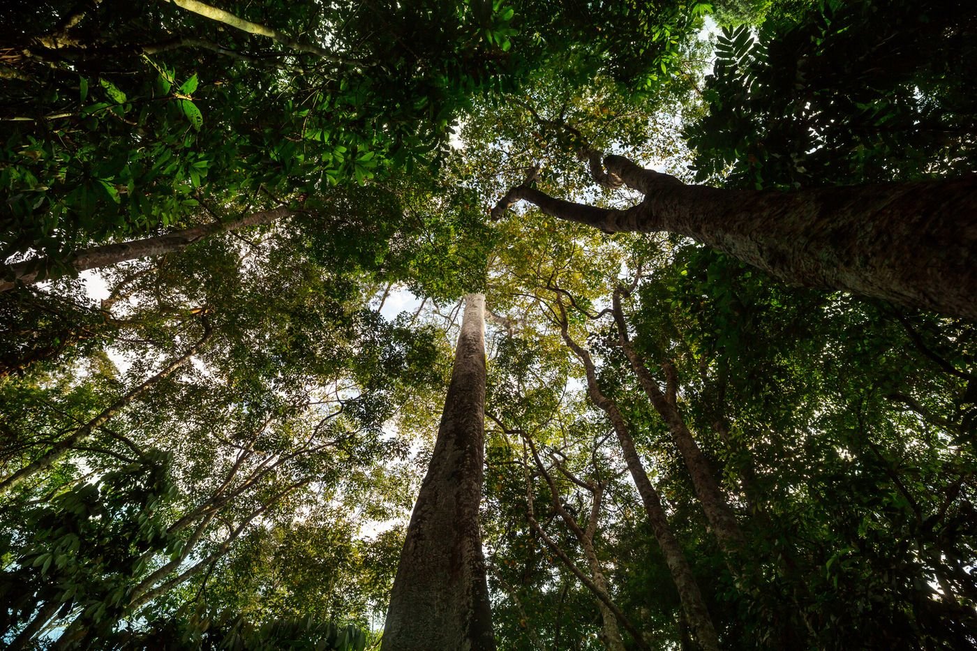COP30 au Brésil : « L’Amazonie offre une opportunité unique de déployer des solutions fondées sur la nature »