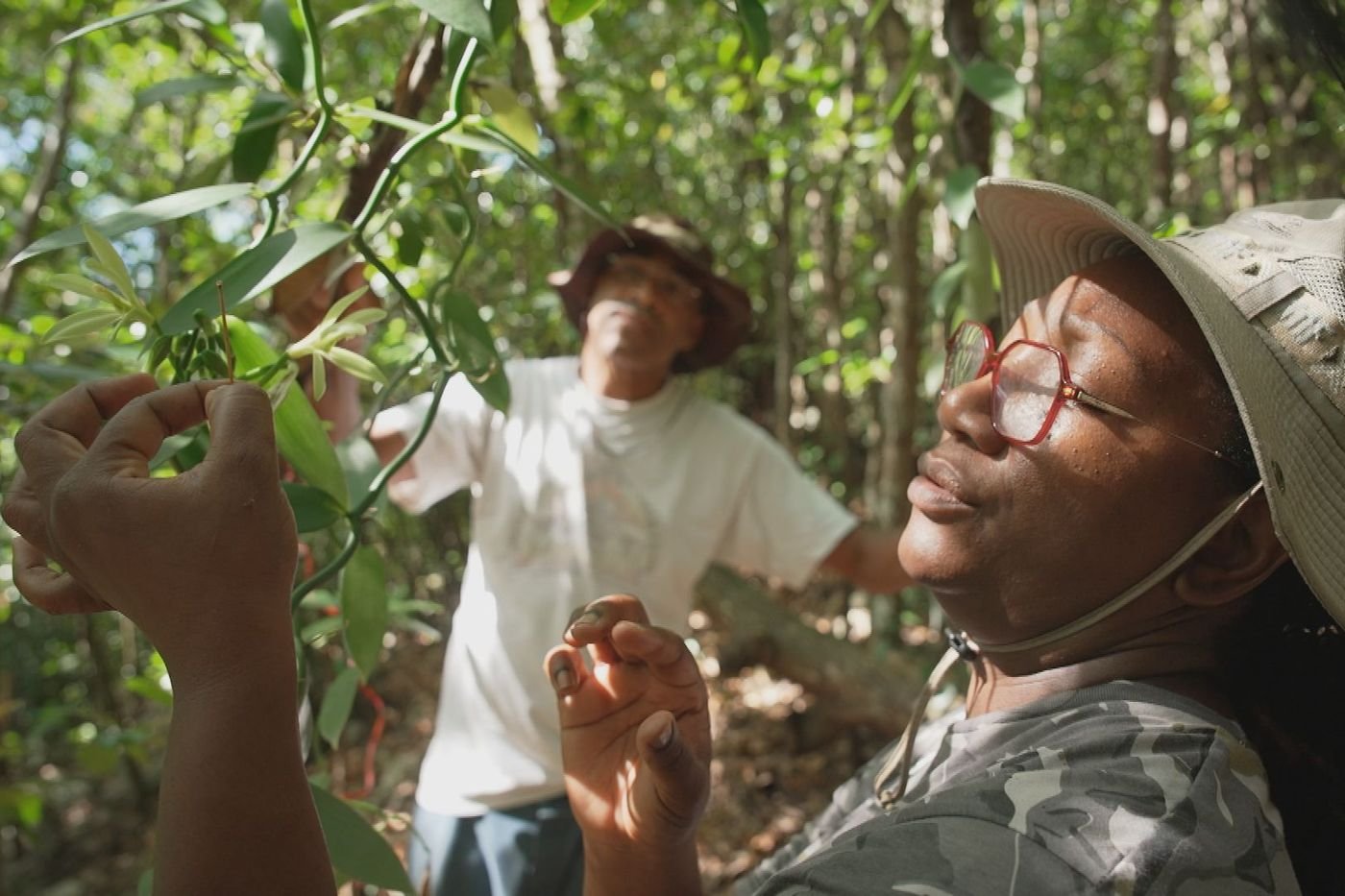 « Guadeloupe, graines d’avenir » sur France 3 : quand l’agriculture reprend racine