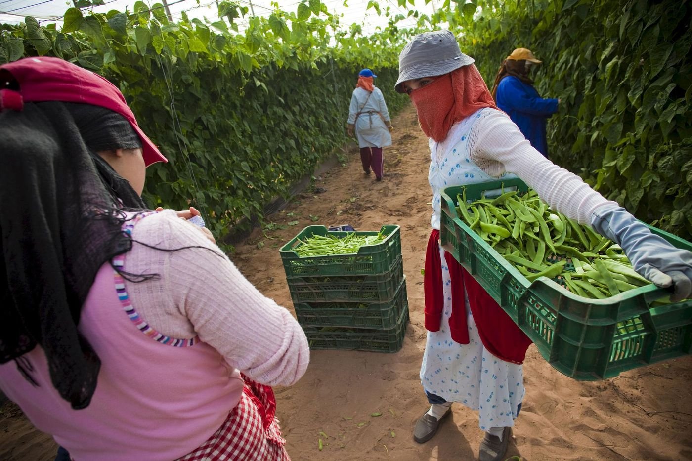 Maroc : comment les migrants agricoles font tourner le « potager de l’Europe »