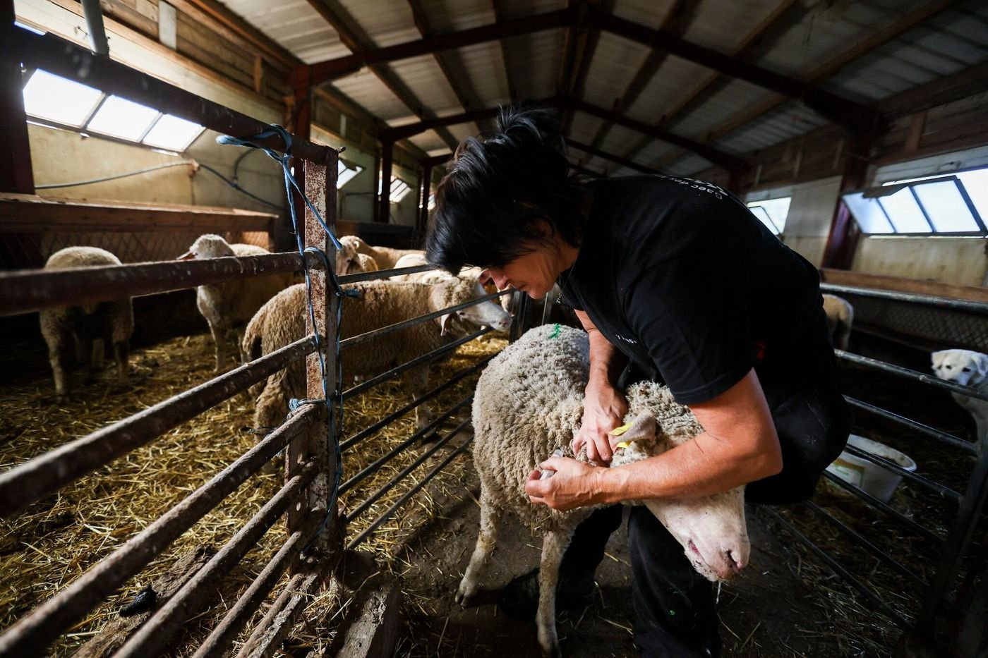 Fièvre catarrhale ovine : les éleveurs appelés à vacciner après l’apparition de 2 000 foyers