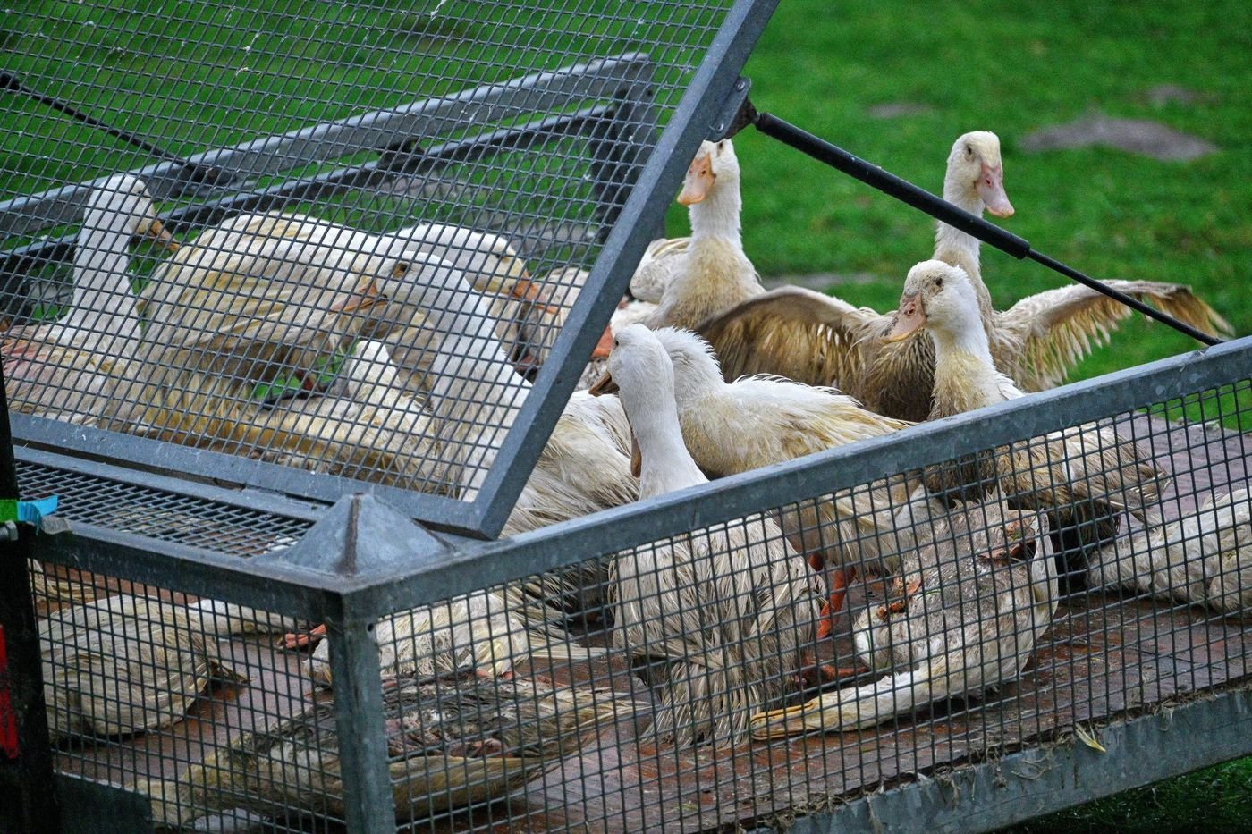 Grippe aviaire : la France retrouve son statut « indemne »