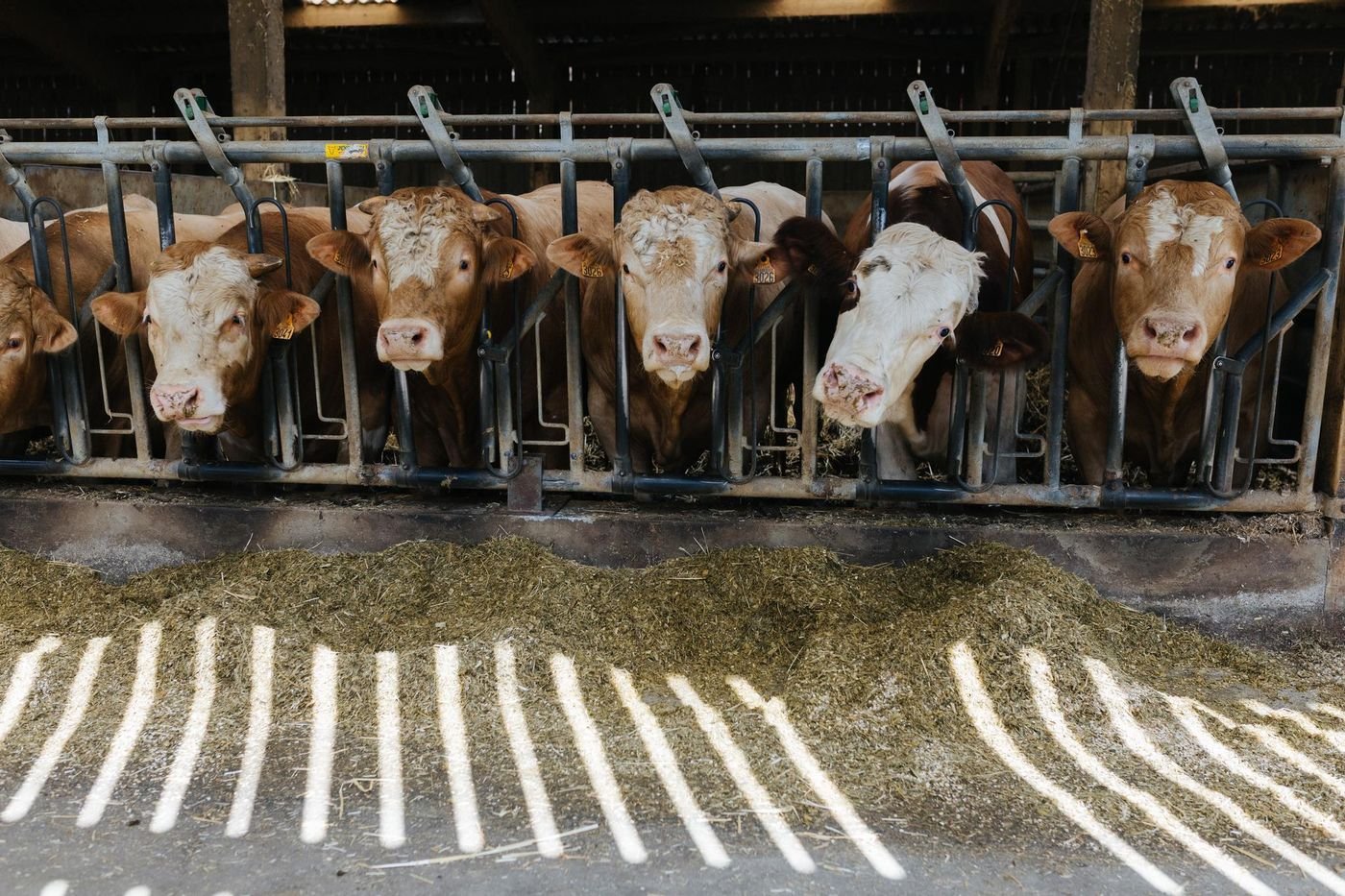 Maladie bovine : un premier foyer de dermatose nodulaire contagieuse détecté en France