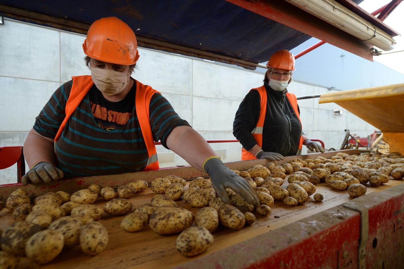 Agriculture : pourquoi la surface dédiée aux pommes de terre augmente autant en France ?