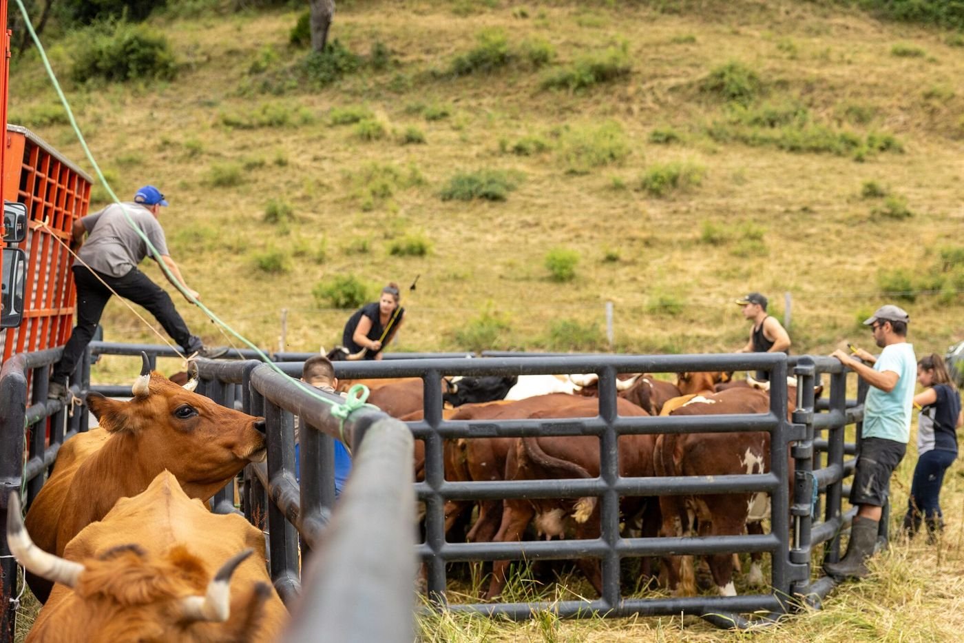 Dermatose nodulaire : « J’aurais préféré garder mes vaches et ne pas avoir de sous »