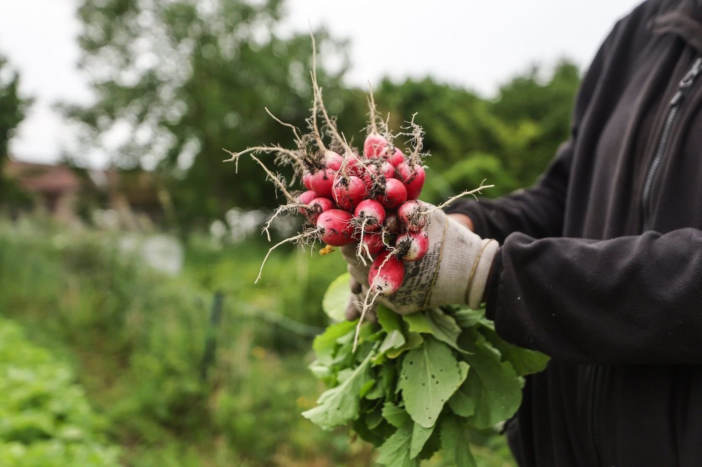 L’État a-t-il abandonné le bio au mauvais moment ?