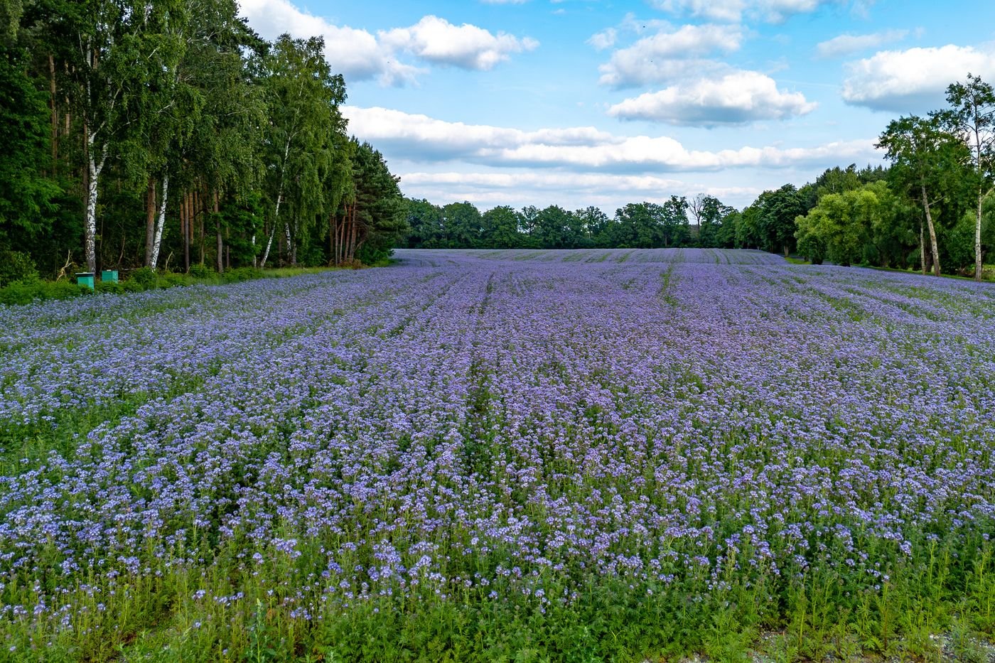 Que sont les engrais verts, ces plantes qui rendent les champs multicolores à l’automne ?