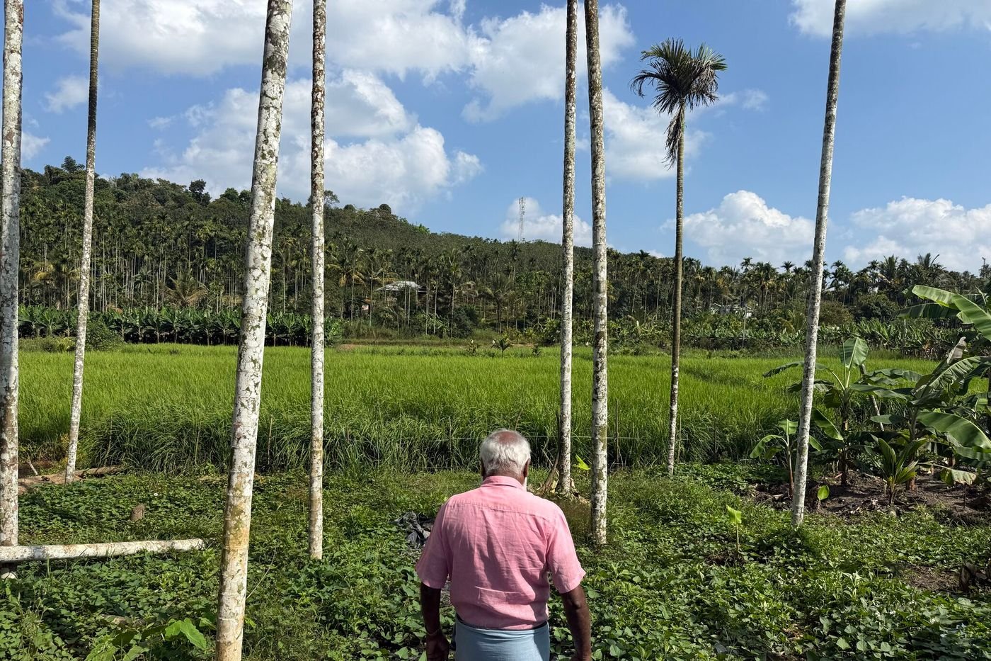 COP30 : cet État indien a décidé de se passer des pesticides et rêve du 100% bio