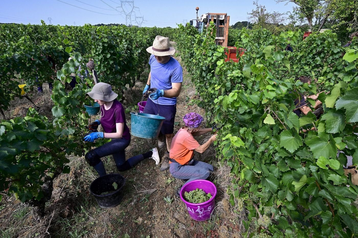 Vendanges : pourquoi les récoltes battent un record de précocité cette année