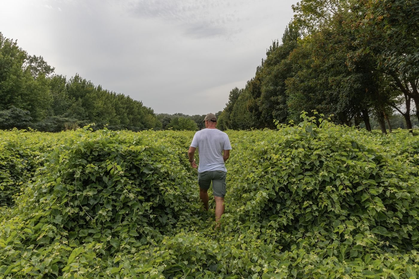Sécheresse, maladies : face au dépérissement de la vigne, des vignerons en lutte contre le clonage