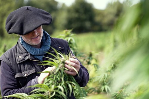 Documentaire : « Cannabis, un paradoxe français », comprendre les crispations
