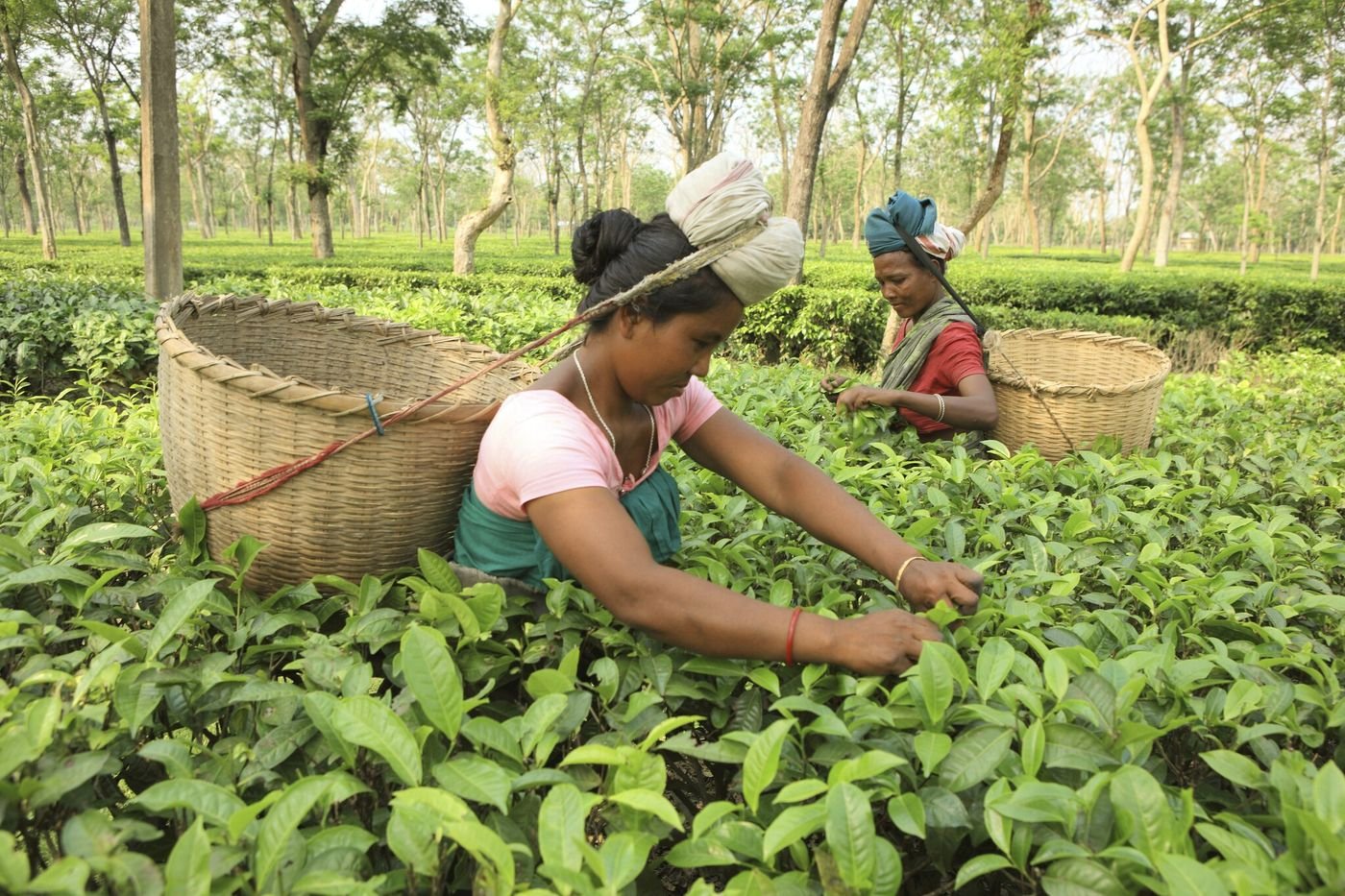 « Une alternative à l’agriculture intensive est possible en Inde »