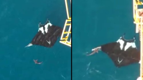 Shark shows scale of sheer size of Manta Ray spotted off coast