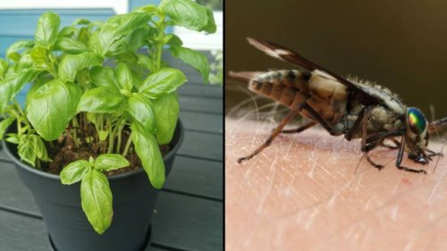 67p House Plant That Will Stop Flies From Annoying You In Your Home