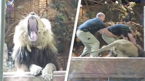 Unbelievable Moment Zookeeper Is Attacked By A Lion But Saved By A Lioness