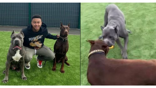 Jesse Lingard slammed for showing off dogs with 'mutilated' ears