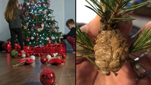 People warned to check Christmas trees for clumps and remove them immediately
