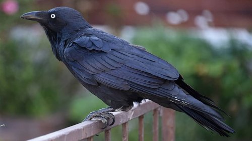 People Are Relating To Crows After Discovering They Form, Nurse And Share Grudges For Years