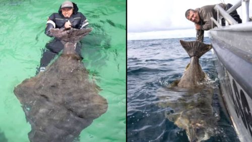 Angler reels in massive 28 stone halibut and it's thought to be very old