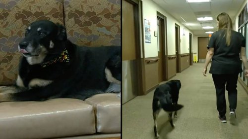 Nursing home adopts dog who kept escaping the pound and sneaking in to play with elderly residents