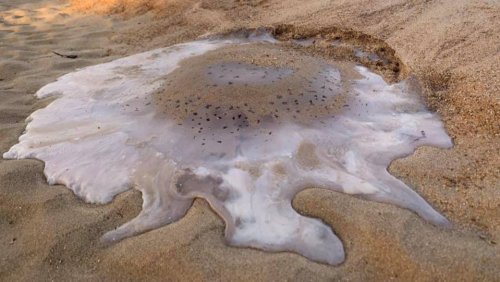 Jellyfish Looks Like 'Melting Ice Cream' On Beach In Queensland