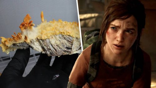 The Last Of Us fans furious with scientist showing off cordyceps growing on muscle tissue