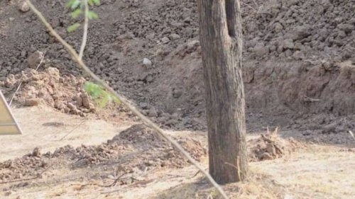 Photographer who took camouflaged leopard photo which baffled internet couldn't even see animal himself