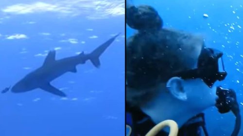 Original footage of vicious shark attack is so clear you can hear victim scream