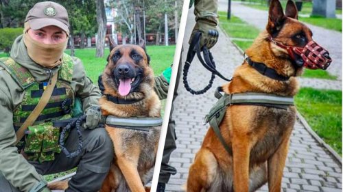 War Dog Abandoned By Russian Troops Swaps Sides And Learns Ukrainian Demands