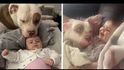 Mum fighting XL bully dog ban says she even trusts pet to lick baby daughter's face