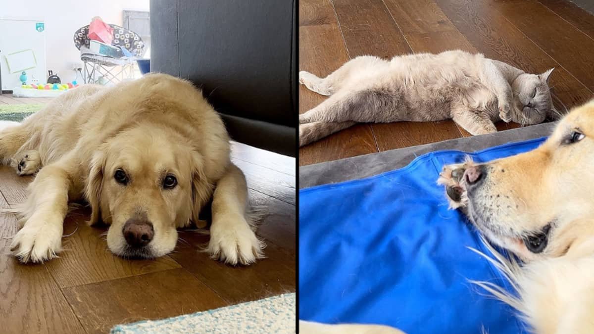 Stressed Out Golden Retriever Gets Emotional Support Kitten To Help With Anxiety