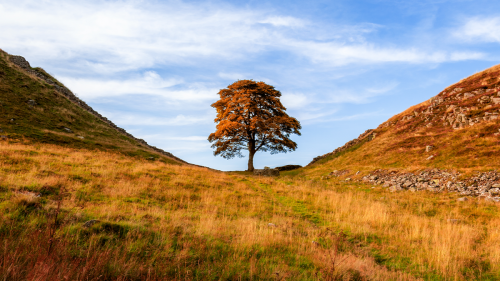 Men who felled 150-year-old tree in just three minutes found guilty and face brutal sentence