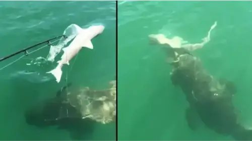 Horrific moment huge sea creature devours shark in a single bite