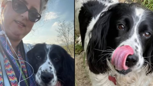 Woman gives up her pet dog after finding out it had been stolen seven years ago