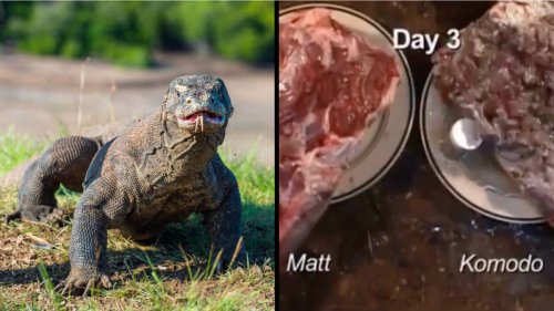 Shocking effects of a Komodo dragon bite after just a few days | Flipboard