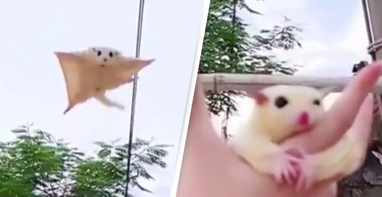 sugar glider flying gif